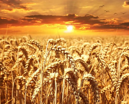 Weizen und Gluten